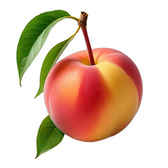 Close-up of ripe nectarine fruit, red and yellow, with green leaves on branch