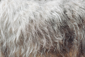 grey Irish Wolfhound dog fur texture, closeup view, macro photo, abstract background