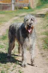 magnificent grey Irish Wolfhound dog walking on green grass in summer, dogwalking concept