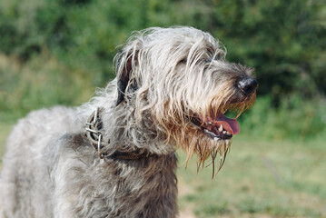 magnificent grey Irish Wolfhound dog standing on green grass in summer, dogwalking concept