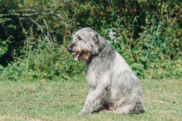 magnificent grey Irish Wolfhound dog sitting on green grass in summer, dogwalking concept