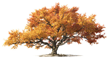 A large tree with orange and yellow leaves standing alone on a white background in the autumn season