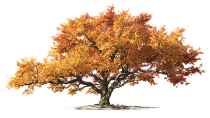 A large tree with orange and yellow leaves standing alone on a white background in the autumn season