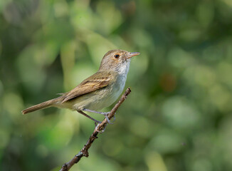 Barullero ave pequeña