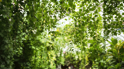 Fototapeta premium Lush green foliage hanging under bright natural light in a tranquil botanical garden