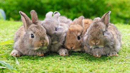 Fototapeta premium Group of healthy lovely baby bunny easter rabbits eating food, carrot, grass on nature background. Cute fluffy rabbits sniffing, looking around, nature life. Symbol of easter day. 
