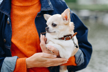 red and white chihuahua sitting in owner hands while walking in park in sunny summer day, dwarf dog breed, dogwalking concept