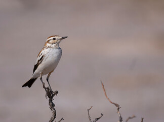 Monjita salinera en rama