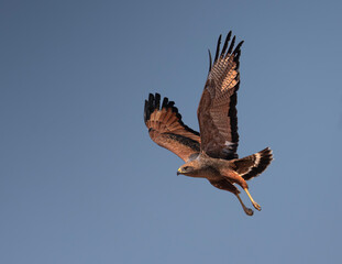 Aguilucho colorado en vuelo