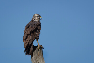 Aguila coronada posada
