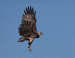 Aguila coronada en vuelo