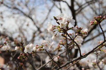 満開の桜