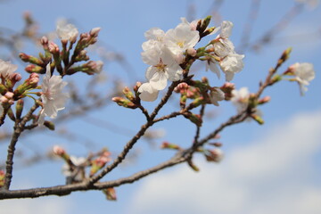 満開の桜