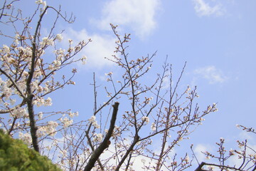 満開の桜
