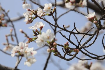 満開の桜