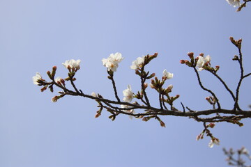 満開の桜