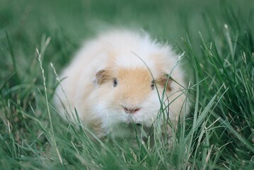 cute white and cream-colored guinea pig portrait, sitting in green grass, pet at walk in summer, macro photo, selective focus