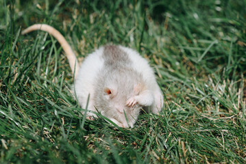 cute grey and white rat portrait, sitting in green grass, pet at walk in summer, red eyes, macro photo, selective focus