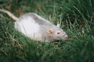 cute grey and white rat portrait, sitting in green grass, pet at walk in summer, red eyes, macro photo, selective focus