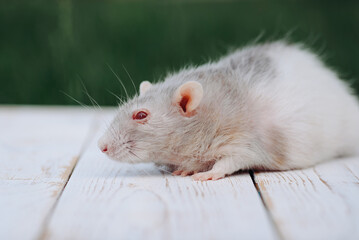 cute grey and white rat portrait, sitting on wooden board, pet at walk in summer, red eyes, green grass in background, macro photo, selective focus
