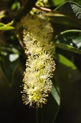 Phytolacca dioica, cluster of Ombu flowers
