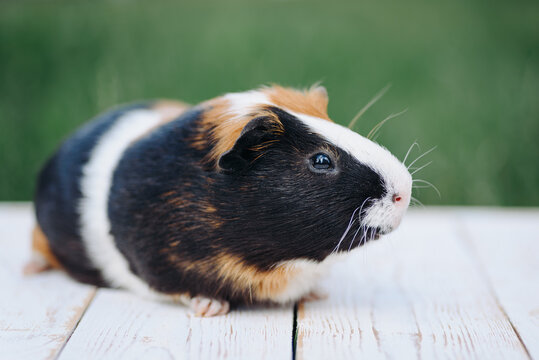 cute tricolor guinea pig portrait, red and black and white color, sitting on wooden board, green grass in background, pet at walk in summer, macro photo, selective focus
