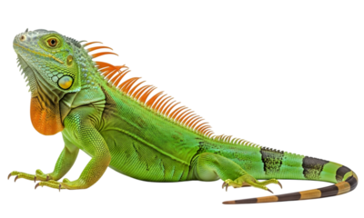 Isolated Green Iguana