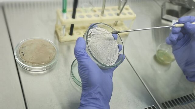 Scientists use a sterile bacterial loop to collect bacteria from a petri dish under sterile conditions.