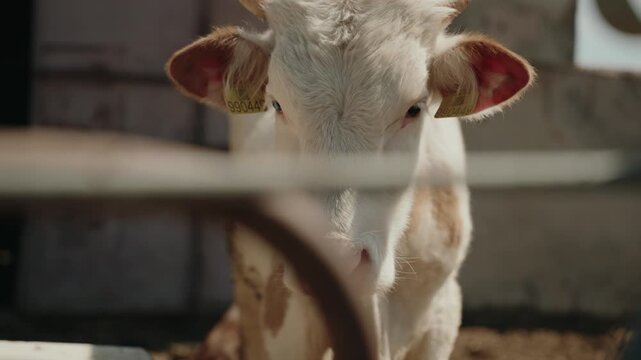 Calf portrait for livestock industry 