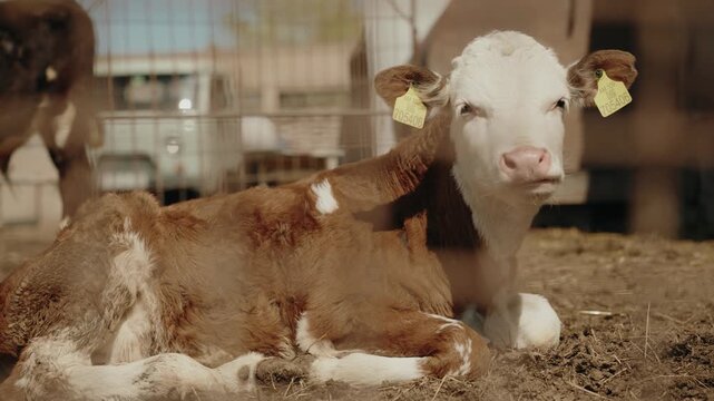 Portrait of a Chewing Calf