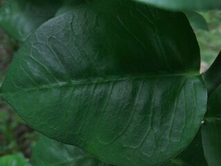 green leaf