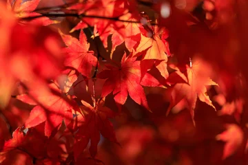 Fototapete Rund Rot Lila 真っ赤な紅葉  © makieni