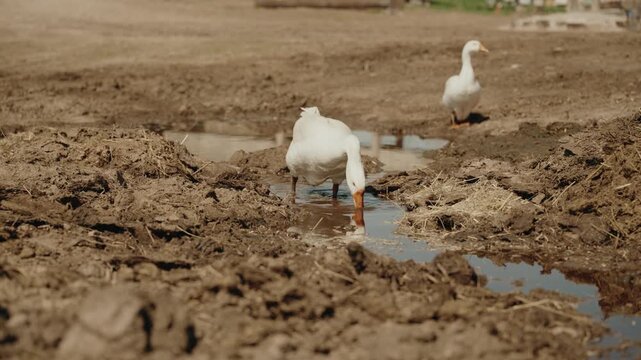 The geese are relaxing in the mud