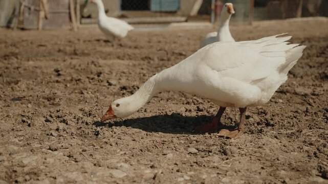 The goose is about to attack