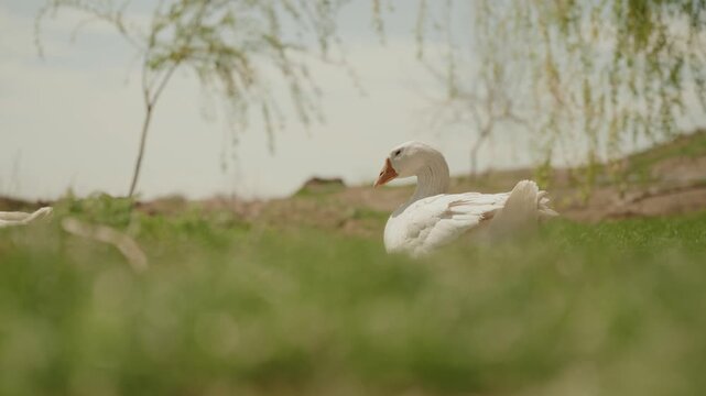 A white goose resting on the grass