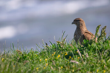 Bird of prey perched on the green grass , in Argentina