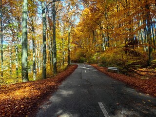Old Road through beautiful colorful forest on the sunny autumn day
