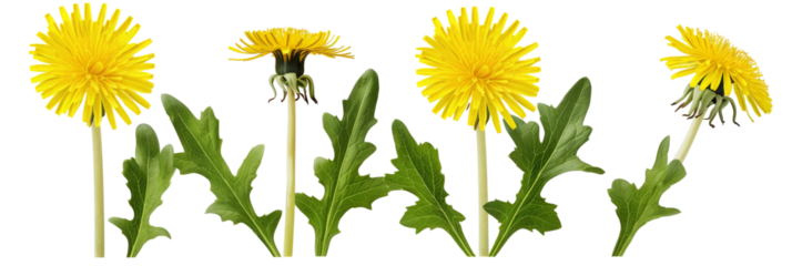 A vibrant display of dandelions in full bloom, showcasing their bright yellow flowers and lush green leaves, set against a clean white background, perfect for nature-themed projects