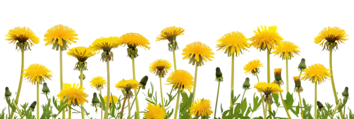 A vibrant field of dandelions in full bloom, showcasing their bright yellow petals against a clear background, symbolizing the beauty of nature and the arrival of spring