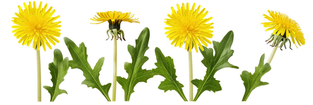 A vibrant display of dandelions in full bloom, showcasing their bright yellow flowers and lush green leaves, set against a clean white background, perfect for nature-themed projects - Powered by Adobe