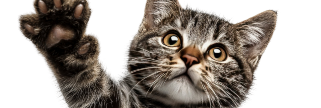 A curious tabby cat reaching out with its paw, showcasing its playful demeanor against a neutral background, perfect for pet-related content or animal-themed projects