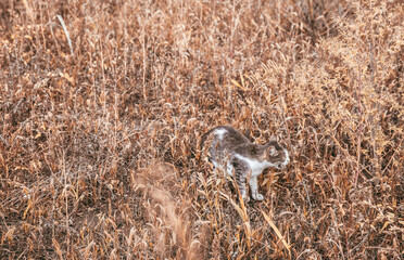 One meowing kitten in tall dry grass.