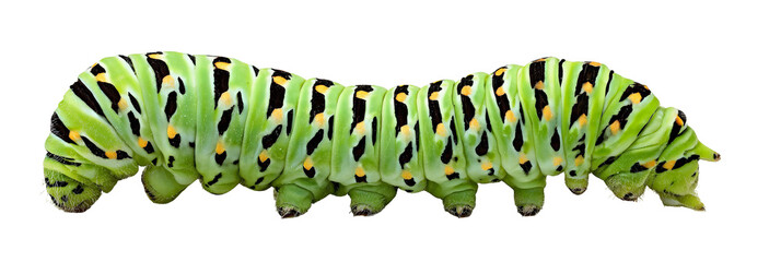 A vibrant green caterpillar with black and yellow markings rests on a leaf, showcasing its intricate patterns, while a blurred natural background hints at a lush garden environment