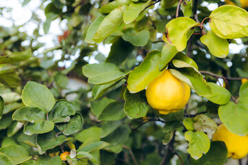 A ripe yellow quince hangs on a tree branch.