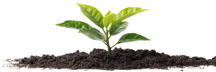 A young green plant emerging from dark soil, symbolizing growth and renewal, against a clean, isolated background, ideal for nature and environmental themes