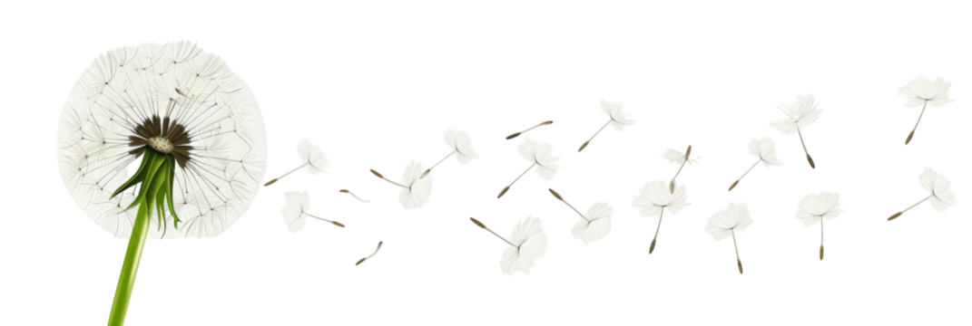 A close-up of a dandelion puff releasing its seeds into the air, set against a soft background, symbolizing the beauty of nature and the cycle of life
