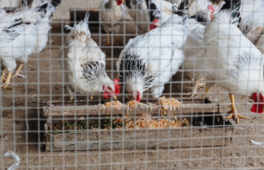 Chickens eat food behind a mesh fence in a chicken coop. © Nataliya