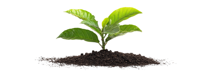 A vibrant green plant emerging from rich soil, symbolizing growth and renewal, set against a clean backdrop, ideal for themes of nature and sustainability