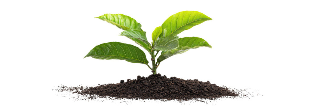 Fototapeta A vibrant green plant emerging from rich soil, symbolizing growth and renewal, set against a clean backdrop, ideal for themes of nature and sustainability