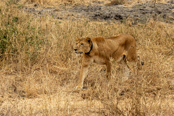 Lioness (Panthera leo) wearing a GPS tracking collar walks through dry savanna grass in Tarangire National Park, Tanzania